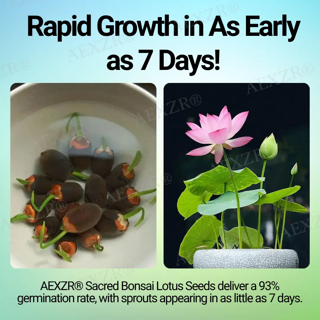 Sacred Bonsai Lotus Seeds - Image 3
