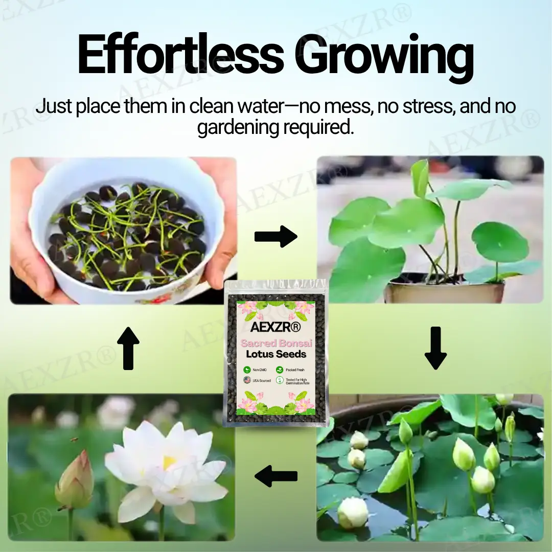 Sacred Bonsai Lotus Seeds - Image 4