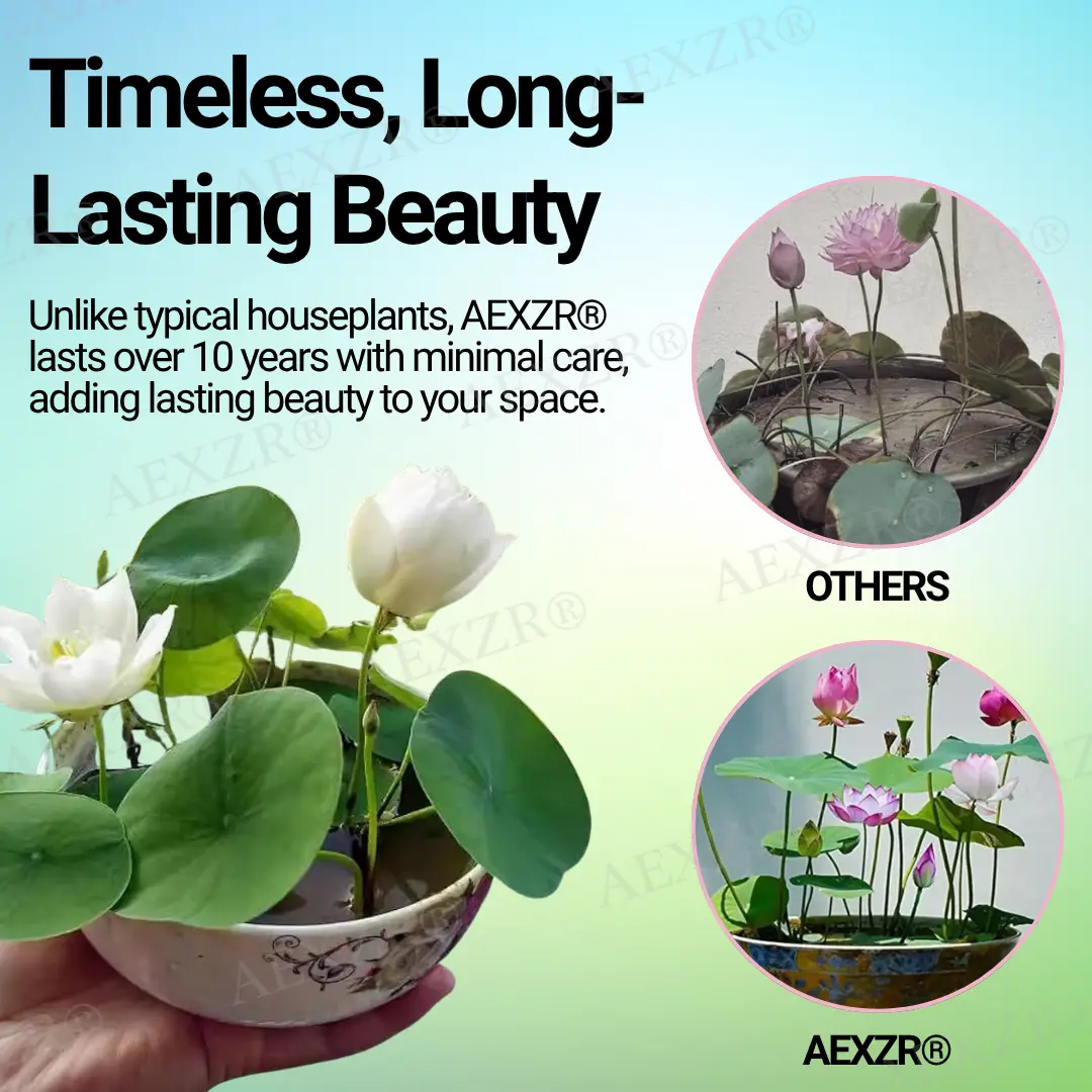 Sacred Bonsai Lotus Seeds - Image 5