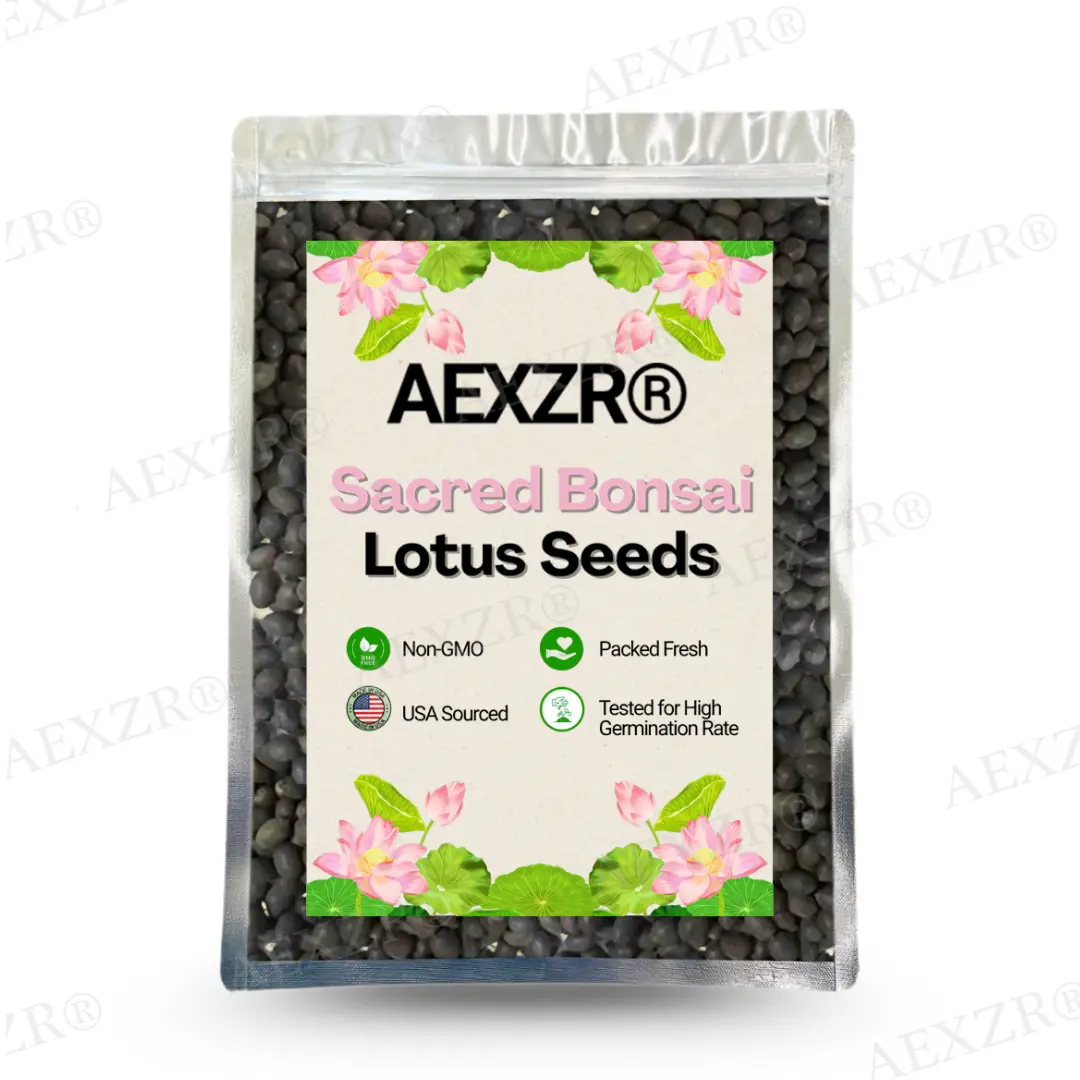 Sacred Bonsai Lotus Seeds - Image 7